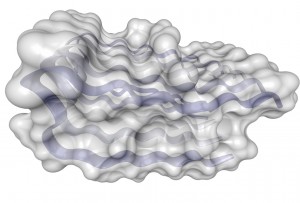 Alzheimer's disease amyloid beta peptide (1-42)